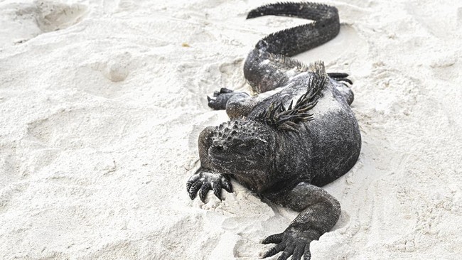 FOTO: El Nino Jadi Petaka Bagi Iguana Galapagos yang Terancam Punah