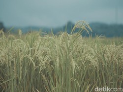 Kemarau Basah dan Ketahanan Pangan Nasional