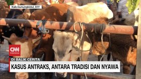 VIDEO: Kasus Antraks, Antara Tradisi dan Nyawa