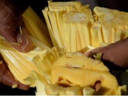 Nangka Berjasa Selamatkan Warga Sri Lanka dari Kelaparan