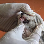 Pertolongan Pertama Saat DIgigit Hewan Terinfeksi Rabies