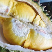 Bikin Goyang Lidah, 5 Jenis Durian Terenak dan Populer di Indonesia Ini Wajib Kamu Coba Semua!