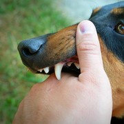 Waspada! Ini Dia 6 Mitos dan Fakta Penyakit Rabies yang Wajib Kamu Tahu