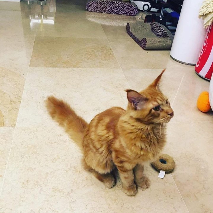 <p>Lantai yang berwarna krem memberi kesan hangat pada apartemen Lee Junho, Bunda. Meski punya banyak hewan peliharaan, tempat tinggalnya terlihat bersih, ya? (Foto: Instagram @le2jh)</p>