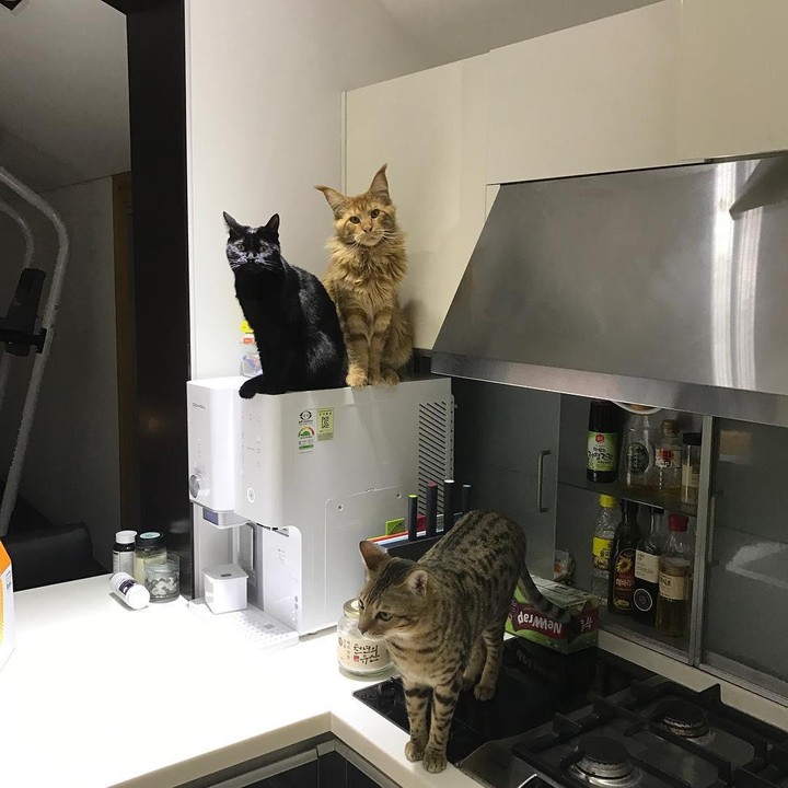 <p>Di apartemen itu, Lee Junho berbagi tempat tinggal bersama para sahabat berbulunya. Ia memiliki banyak kucing di apartemen bergaya minimalis. (Foto: Instagram @le2jh)</p>