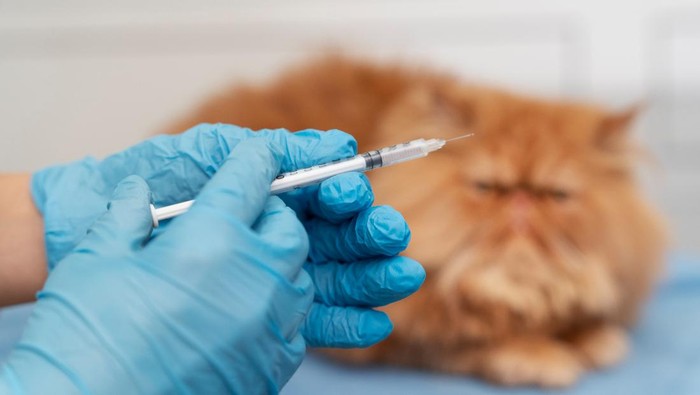 Foto: Freepik/freepik