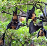 Quiz: Seberapa Kenal Kamu dengan Dunia Fauna?