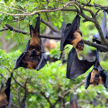 Quiz: Seberapa Kenal Kamu dengan Dunia Fauna?