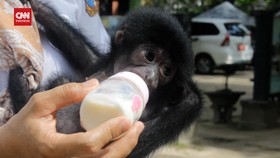 VIDEO: Ditinggalkan Sang Induk, Bayi Siamang Diasuh Manusia