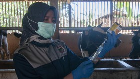 Dinkes Sleman Uji Sero Survei ke 26 Warga Telusuri Antraks