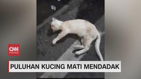 VIDEO: Puluhan Kucing Mati Mendadak