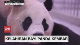 VIDEO: Menggemaskan! Kelahiran Bayi Panda Kembar