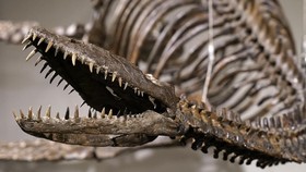 Deinosuchus, Pemangsa Dinosaurus yang Hidup di Air Asin