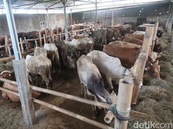 Daftar Harga Sapi dan Kambing Kurban di NTB dan NTT Jelang Idul Adha 2025