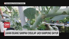 VIDEO: Lahan Buang Sampah Disulap Jadi Kampung Sayur