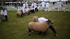 FOTO: Hewan-hewan Ternak Terbaik di Great Yorkshire 2023