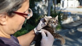 FOTO: Kisah Tragis Ratusan Ribu Kucing di Siprus Buntut Corona