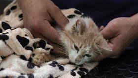 DKI Ungkap Hasil Lab Sementara Kasus Puluhan Kucing Mati di Sunter