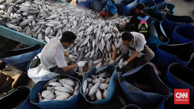 Menko Marves Luhut Binsar Panjaitan mengungkap potensi perikanan budidaya 50 juta ton dan perikanan tangkap 12 juta ton belum digarap secara maksimal.