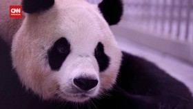 VIDEO: Kelahiran Bayi Panda Kembar di Korea Selatan