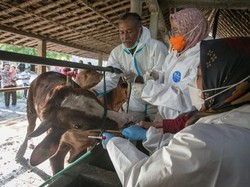 Sapi Impor Terserang Penyakit, Mentan Bentuk Tim Cek ke Peternak hingga RPH