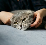 Fakta Pria Bakar dan Rusak Shelter Kucing di Bogor: Motifnya Kesal karena Dipecat-4 Kucing Tewas