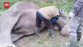 VIDEO: Gajah Sumatera Mati Akibat Diracun di Kawasan Konsesi HTI