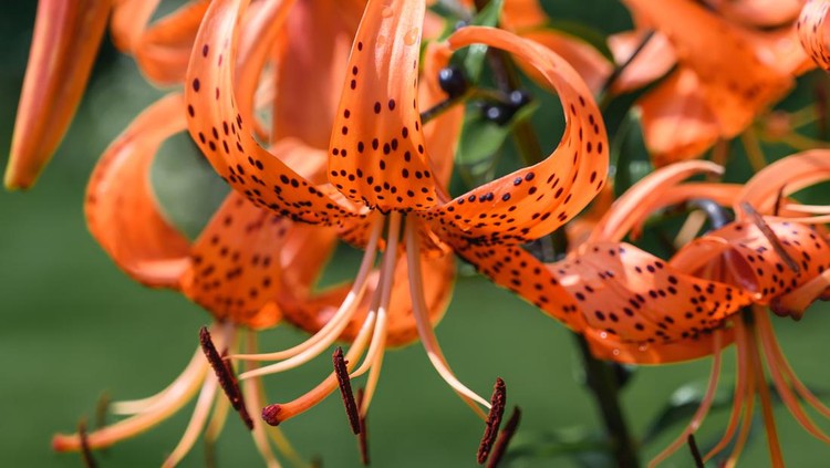 Lilia Far Eastern orange saranka on the background of a green lawn close-up. Siberian  saranka with curved petals, long stamens and spots grow on a garden bed