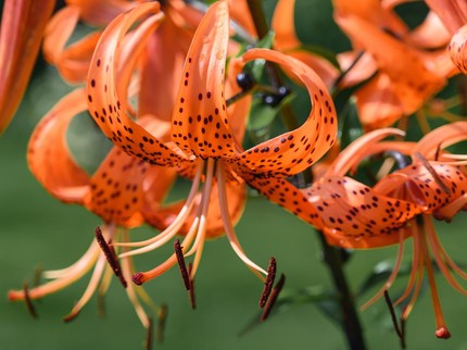 Mengenal Bunga Tiger Lily, Tanaman Cantik yang Melambangkan Percaya Diri