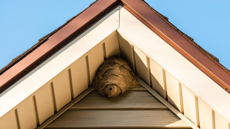 467319964 Gray paper wasp nest in corner of triangular roof against siding.