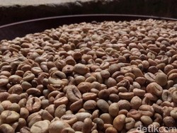 Biji Emas Hitam Liberika, Warisan Belanda di Kota Kuda