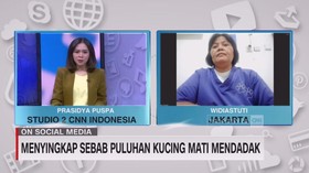 VIDEO: Menyingkap Sebab Puluhan Kucing mati Mendadak