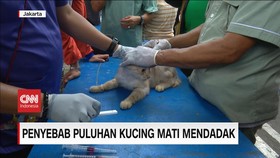 VIDEO: Penyebab Puluhan Kucing Mati Mendadak