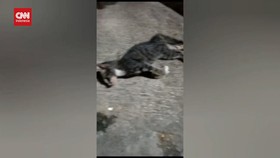 VIDEO: Dokter Hewan Duga Kucing Mati Di Sunter Kena Virus Panleukopeni