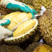 Lagi Musim, Ini Cara Memilih Durian Matang dan Enak