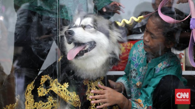Forum Bela Budaya Adat Tradisi DIY melaporkan Nena Ghoib dan dua pihak lain terkait pernikahan anjing menggunakan adat Jawa ke polisi.