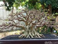 Mengenal Tanaman Bonsai dan Cara Merawatnya Agar Tetap Indah