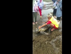 Penyu Hijau Terdampar di Pantai Sindangkerta, Sempat Jadi Tontonan Wisatawan