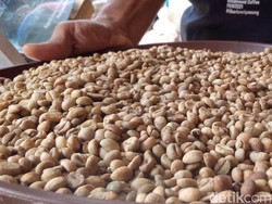 Kementan Mulai Lirik Kopi Liberika Khas Kuningan