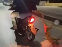 Viral 2 Pemotor di Kendari Seret Anjing di Jalan Raya, Dikecam Pecinta Hewan