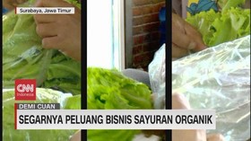 VIDEO: Segarnya Peluang Bisnis Sayuran Organik