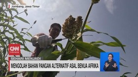 VIDEO: Sehari Menjadi Produsen Sorgum