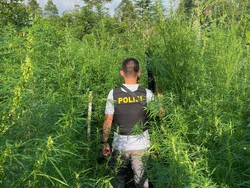 Penjaga 1,5 Hektare Ladang Ganja Digaji Rp 100 Ribu Per Malam-Jadi Tersangka