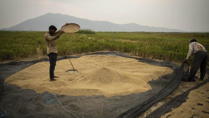 Farmers work in a paddy field on the outskirts of Guwahati, India, Tuesday, June 6, 2023. Experts are warning that rice production across South and Southeast Asia is likely to suffer with the world heading into an El Nino. (AP Photo/Anupam Nath)