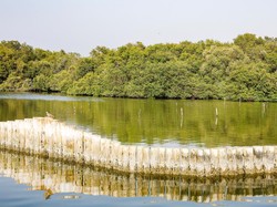 Hari Mangrove Sedunia 26 Juli 2023: Sejarah dan Tujuan Peringatan