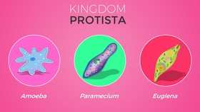 7 Ciri-Ciri Umum Kingdom Protista, Salah Satunya Memiliki Membran Inti