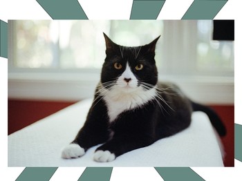 Mengenal Tuxedo Cat, Jenis Kucing yang Katanya Punya Otak Cerdas