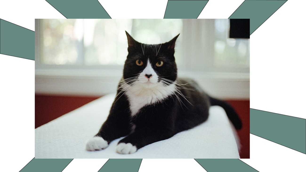 Mengenal Tuxedo Cat, Jenis Kucing yang Katanya Punya Otak Cerdas
