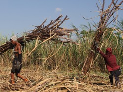 Eks Mendag Tom Lembong Sebut Petani Senang Jual Tebu di Atas HPP