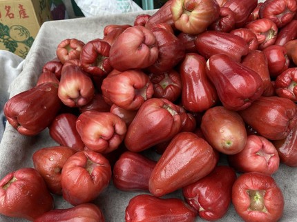 Mengenal Jambu Dersono dan Cara Merawatnya, Tanaman Unik & Langka yang Kaya Manfaat